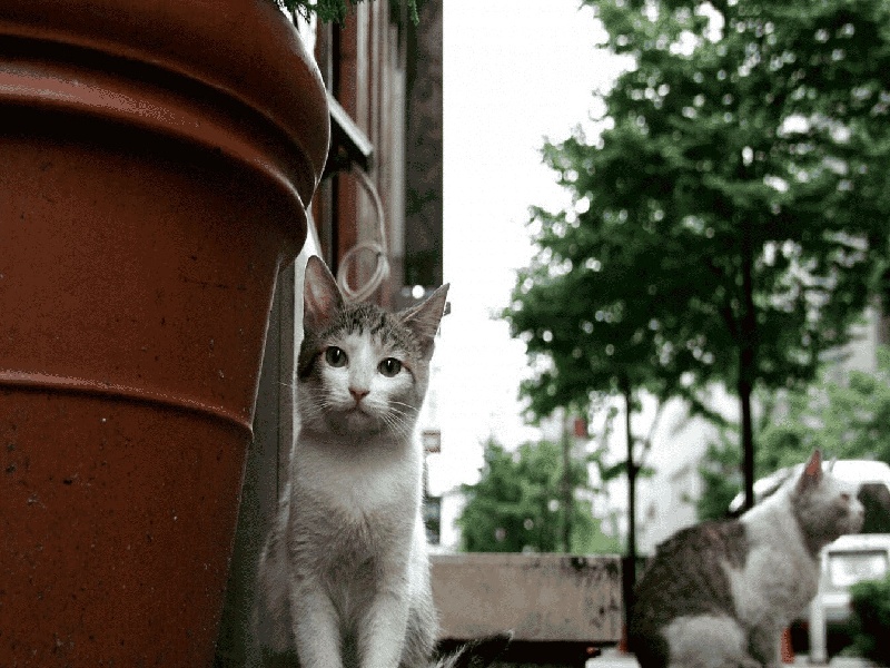 试管双胎几率高(香港试管医生排名最新)