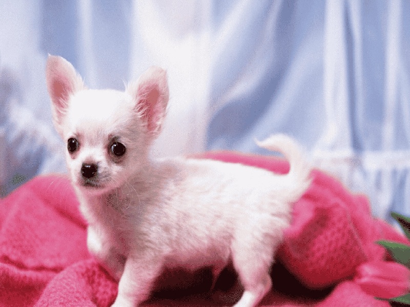 澳洲试管胚胎医院(任志达做试管)